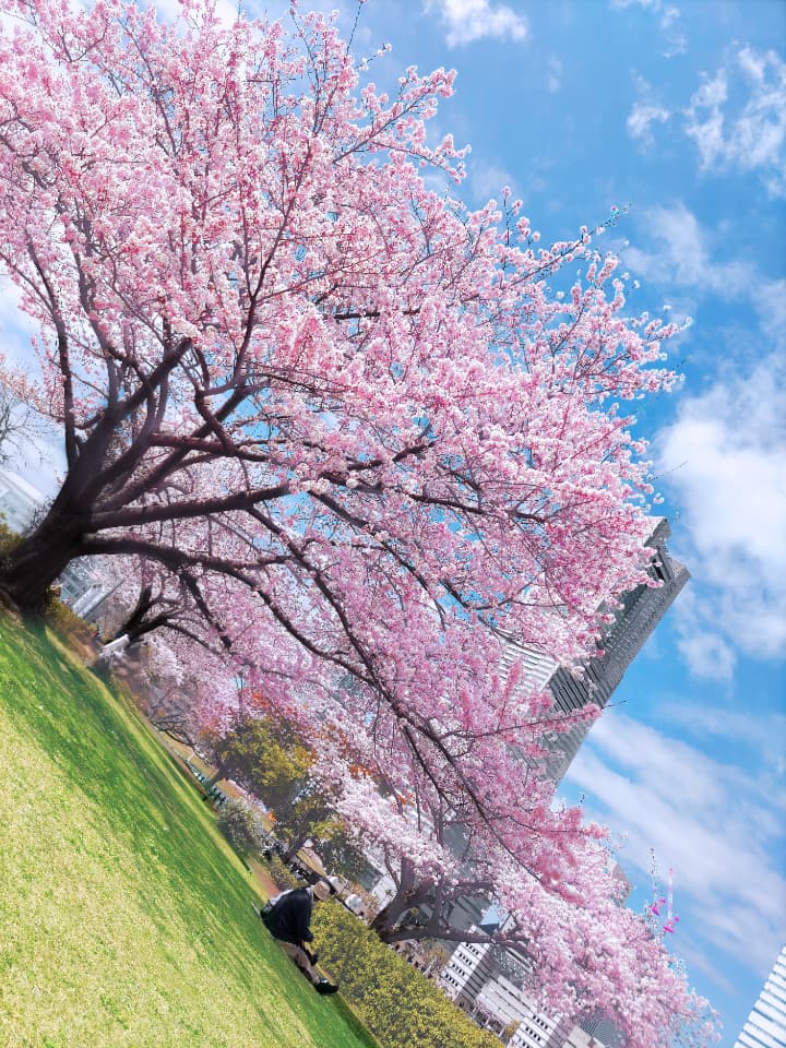 桜の花びらのクローズアップ